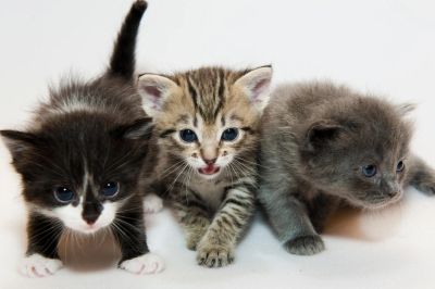 Лот: 4507682. Фото: 1. Котята от дымчатой кошки. Кошки, котята