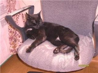 Лот: 480844. Фото: 1. Отдам кота. Остальные животные