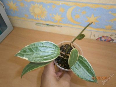 Лот: 1996390. Фото: 1. хойя макрофила (Hoya macrophylla... Горшечные растения и комнатные цветы