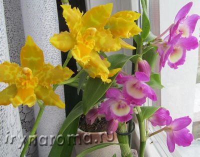 Лот: 11098518. Фото: 1. Орхидея Камбрия желтая. Горшечные растения и комнатные цветы