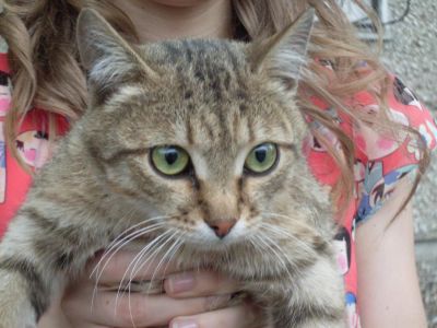 Лот: 4275925. Фото: 1. Кот,Гермес, в добрые руки. Кошки, котята