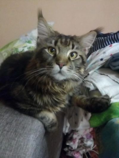 Лот: 9017123. Фото: 1. кот мейн кун ищет подружку. Кошки, котята