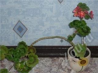 Лот: 482593. Фото: 1. герань. Горшечные растения и комнатные цветы