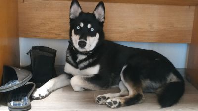 Лот: 17082313. Фото: 1. Хаски. Отдадим ТОЛЬКо в добрые... Собаки, щенки