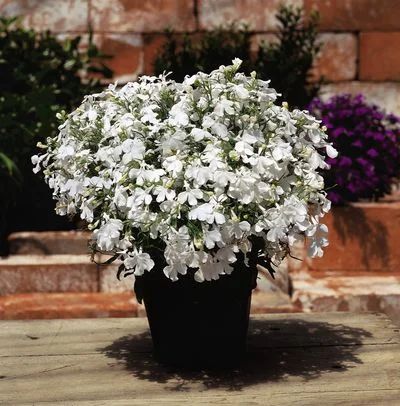 Лот: 6709273. Фото: 1. Лобелия еринус Riviera White... Другое (семена, рассада, садовые растения)