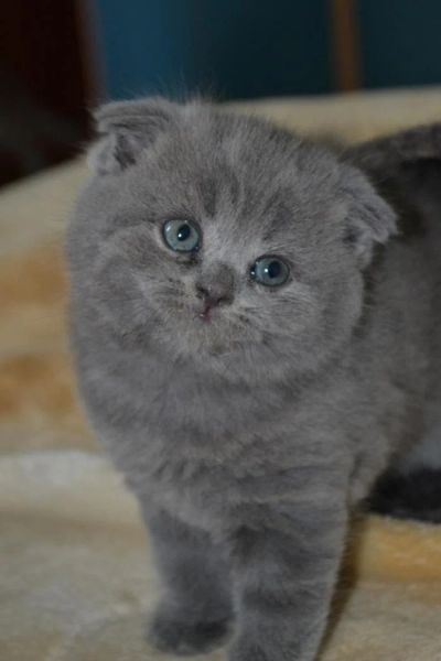 Лот: 4033358. Фото: 1. Вислоухая кошечка шотландской... Кошки, котята