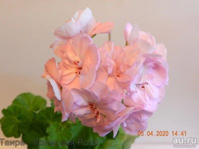 Лот: 17110374. Фото: 1. Таира-Крымская роза пеларгония. Горшечные растения и комнатные цветы