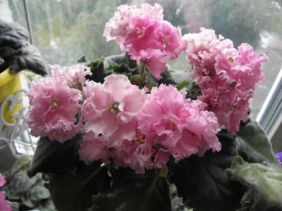 Лот: 10181471. Фото: 1. Сортовая фиалка "Флирт" лист. Горшечные растения и комнатные цветы