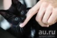 Лот: 8182387. Фото: 1. Котята. Кошки, котята