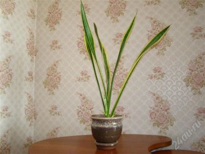 Лот: 432802. Фото: 1. Сансевиерия. Горшечные растения и комнатные цветы