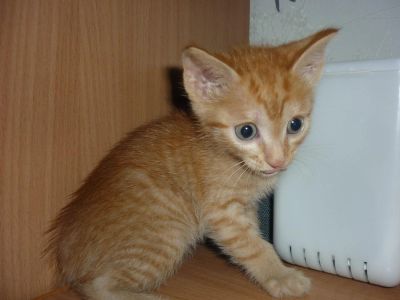 Лот: 8082091. Фото: 1. котята. Кошки, котята
