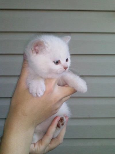 Лот: 4425655. Фото: 1. Шотландские вислоухие и прямоухие... Кошки, котята