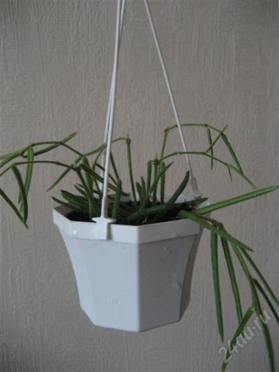 Лот: 944683. Фото: 1. Хойя Линеарис (Hoya linearis). Горшечные растения и комнатные цветы