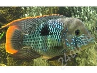 Лот: 559060. Фото: 1. Самка Акары бирюзовой. Рыбки