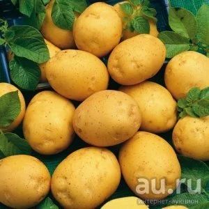 Лот: 9576123. Фото: 1. Картофель семенной, сорт Адретта... Картофель
