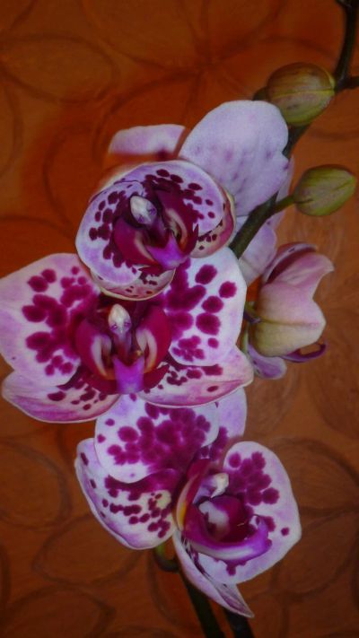 Лот: 6469586. Фото: 1. орхидея цветёт Dtps. Chain Xen... Горшечные растения и комнатные цветы