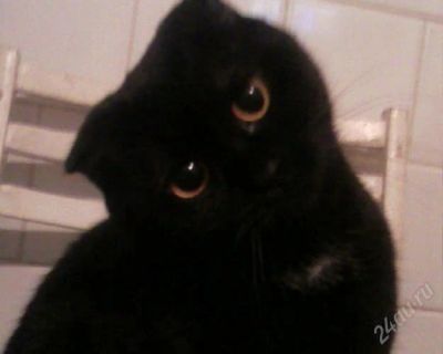 Лот: 1773558. Фото: 1. Шоколадный вислоухий котёнок. Кошки, котята