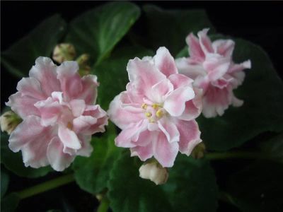 Лот: 6295928. Фото: 1. Сортовая фиалка Розовый Жемчуг... Горшечные растения и комнатные цветы
