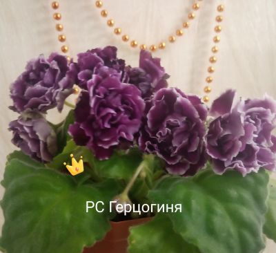 Лот: 16704844. Фото: 1. Фиалка РС Герцогиня лист. Горшечные растения и комнатные цветы