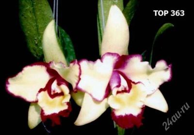 Лот: 2119981. Фото: 1. орхидея Lc. Mari's Song x pot... Горшечные растения и комнатные цветы