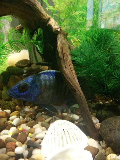 Лот: 13423522. Фото: 1. Рыбка Аулонокара Голубой Павлин. Рыбки