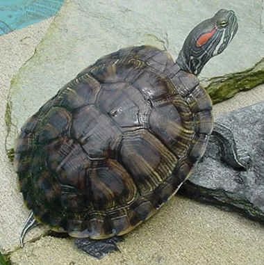 Лот: 10828130. Фото: 1. 2 Красноухие черепахи - Отдам. Моллюски, ракообразные, кораллы
