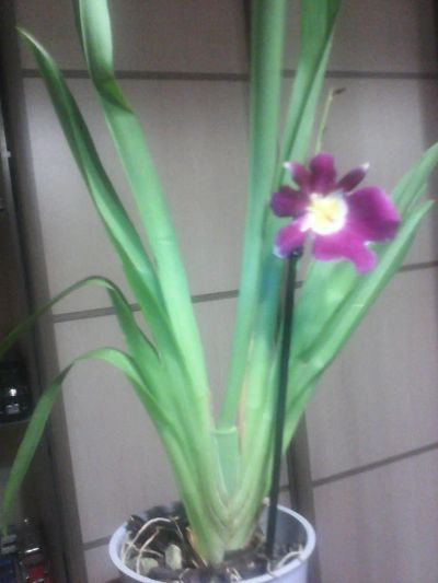 Лот: 4321527. Фото: 1. Орхидея-мильтония(гибридный мильтонопсис... Горшечные растения и комнатные цветы