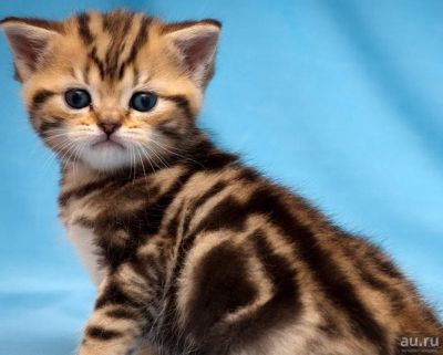 Лот: 11344915. Фото: 1. британский котенок золотой мрамор... Кошки, котята