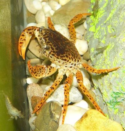 Лот: 2698254. Фото: 1. Леопардовый Краб Parathelphusa... Моллюски, ракообразные, кораллы
