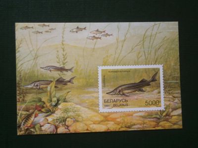 Лот: 9909382. Фото: 1. Марки, блок, Рыбы, Белоруссия... Марки