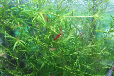 Лот: 6372412. Фото: 1. Креветки вишни (Cherry Shrimp). Моллюски, ракообразные, кораллы