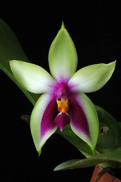 Лот: 5470052. Фото: 1. Орхидея Фаленопсис Беллина (видовой... Горшечные растения и комнатные цветы