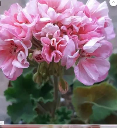 Лот: 19657565. Фото: 1. Пеларгония Юг-Анисия. Горшечные растения и комнатные цветы