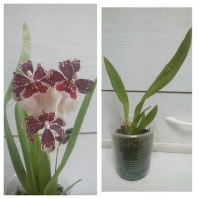 Лот: 9657035. Фото: 1. Орхидея Камбрия , молодое растение. Горшечные растения и комнатные цветы