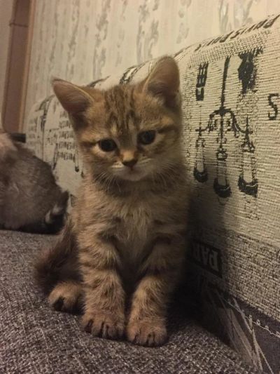 Лот: 9343259. Фото: 1. Котёнок Британец. Кошки, котята