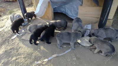Лот: 2183773. Фото: 1. Помогите Очень срочно Отдам в... Собаки, щенки