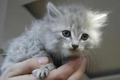 Лот: 5004633. Фото: 1. Котенок-девочка. Кошки, котята