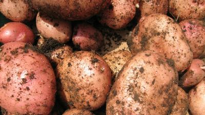 Лот: 8614803. Фото: 1. Картошка на обмен. Картофель