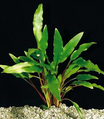 Лот: 8422967. Фото: 1. Криптокорина родственная (Cryptocoryne... Водные растения