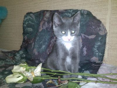 Лот: 4479432. Фото: 1. Котенок по имени Мышка!. Кошки, котята