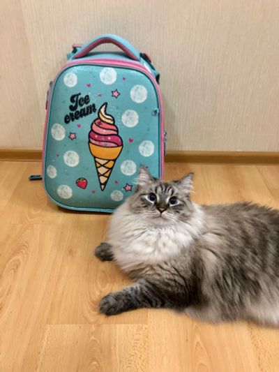 Лот: 23360810. Фото: 1. Портфель рюкзак школьный с ортопедической... Рюкзаки, портфели