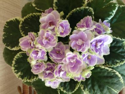 Лот: 11383990. Фото: 1. Сортовая фиалка Buckeye Seductress... Горшечные растения и комнатные цветы