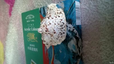 Лот: 13789087. Фото: 1. ракушка. Сувенирные мелочи