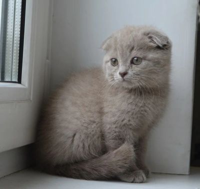 Лот: 4460395. Фото: 1. Вислоухий плюшевый котик. Кошки, котята