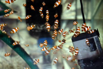 Лот: 7624928. Фото: 1. Клоуны (Amphiprion ocellaris... Рыбки