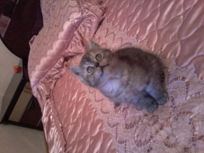 Лот: 4227032. Фото: 1. Котенок британец. Кошки, котята