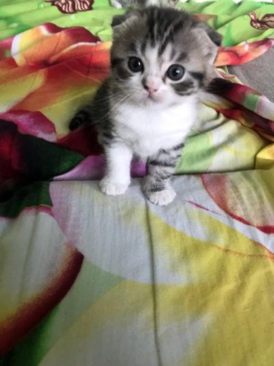 Лот: 14983206. Фото: 1. Шотландские котята. Кошки, котята