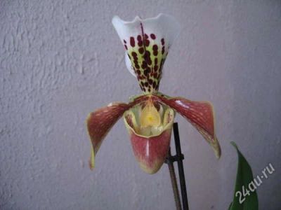 Лот: 3996067. Фото: 1. орхидея-Башмачок (Пафиопедилум... Горшечные растения и комнатные цветы