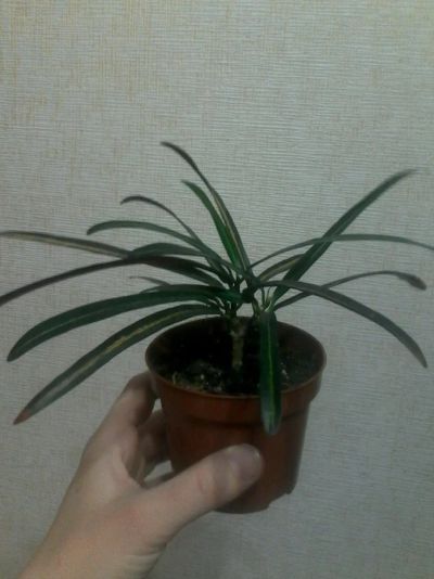 Лот: 11046209. Фото: 1. Кротон. Горшечные растения и комнатные цветы