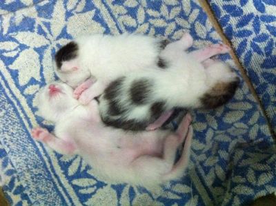 Лот: 5427695. Фото: 1. Котята. Кошки, котята